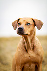 Louisiana Catahoula Leopard Dog Portrait