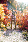 standing Louisiana Catahoula Leopard Dog