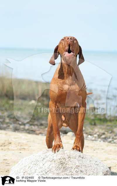 bellender Magyar Vizsla / barking Magyar Vizsla / IF-02465