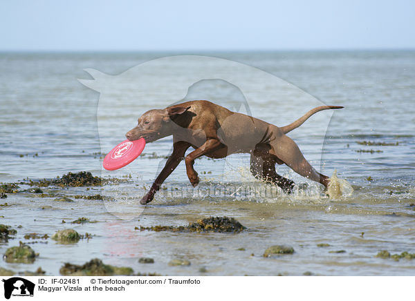 Magyar Vizsla am Strand / Magyar Vizsla at the beach / IF-02481