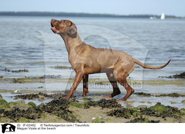 Magyar Vizsla am Strand / Magyar Vizsla at the beach / IF-02482