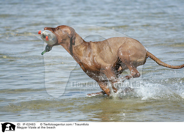 Magyar Vizsla am Strand / Magyar Vizsla at the beach / IF-02483