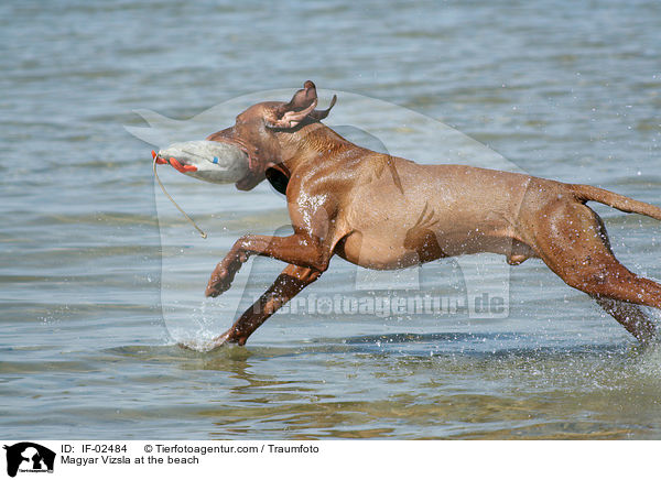 Magyar Vizsla am Strand / Magyar Vizsla at the beach / IF-02484