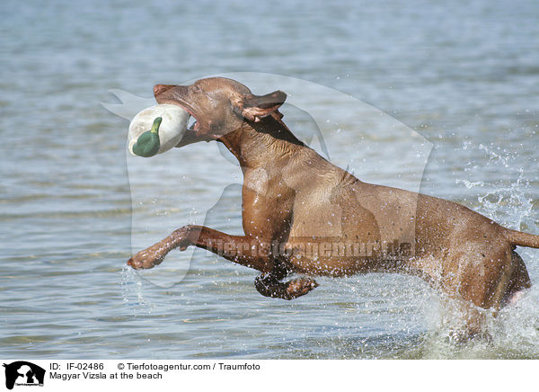 Magyar Vizsla at the beach / IF-02486