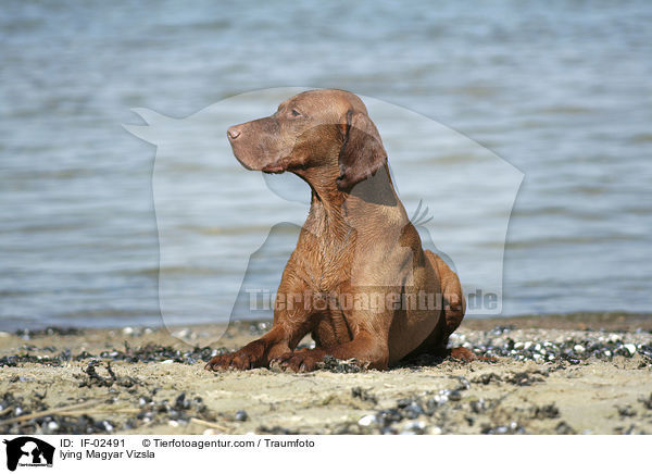 liegender Magyar Vizsla / lying Magyar Vizsla / IF-02491