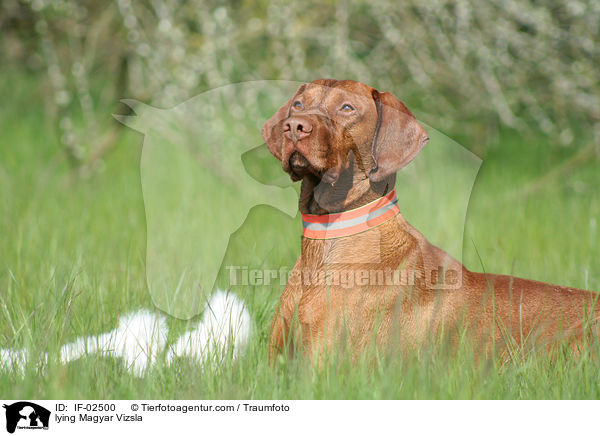 liegender Magyar Vizsla / lying Magyar Vizsla / IF-02500