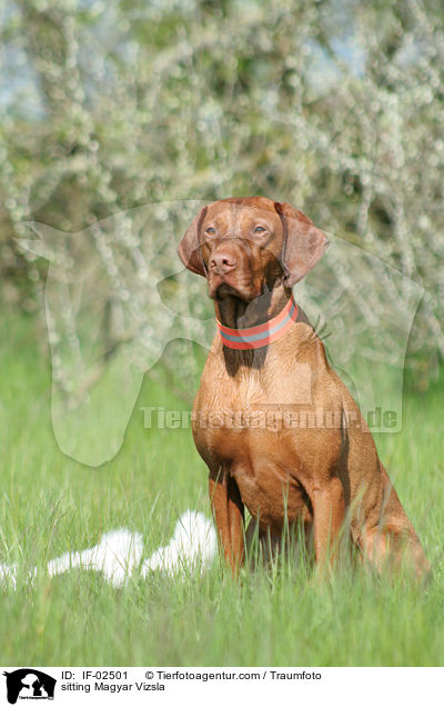 sitting Magyar Vizsla / IF-02501