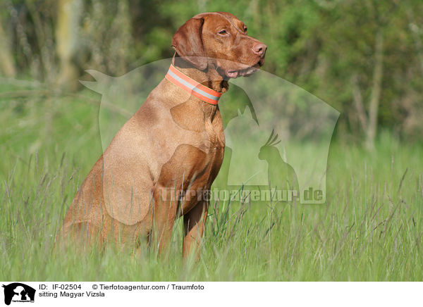 sitzender Magyar Vizsla / sitting Magyar Vizsla / IF-02504