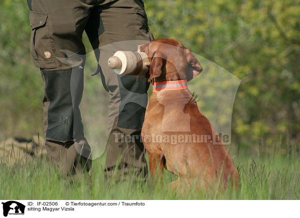 sitting Magyar Vizsla / IF-02506