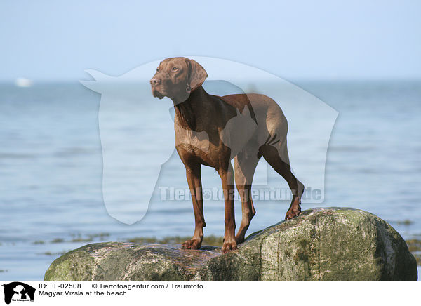 Magyar Vizsla am Strand / Magyar Vizsla at the beach / IF-02508