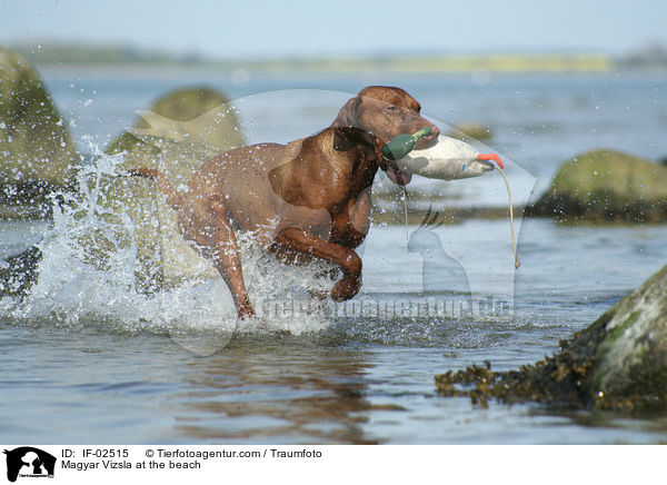 Magyar Vizsla at the beach / IF-02515