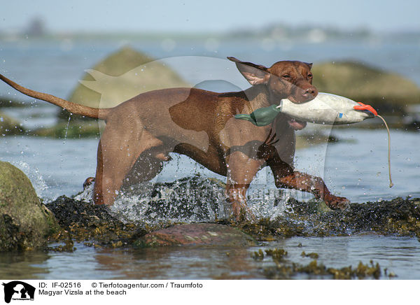 Magyar Vizsla at the beach / IF-02516