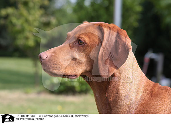 Magyar Vizsla Portrait / BM-01333