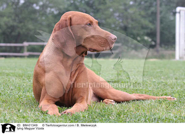 liegender Magyar Vizsla / lying Magyar Vizsla / BM-01349