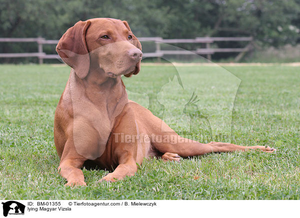 liegender Magyar Vizsla / lying Magyar Vizsla / BM-01355