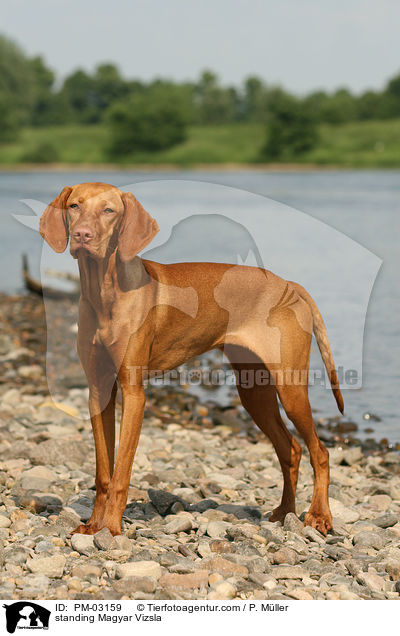 stehender Magyar Vizsla / standing Magyar Vizsla / PM-03159