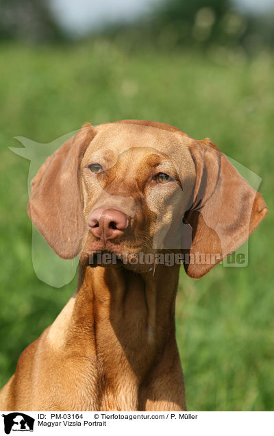 Magyar Vizsla Portrait / PM-03164