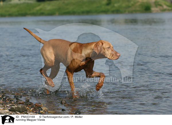 running Magyar Vizsla / PM-03168