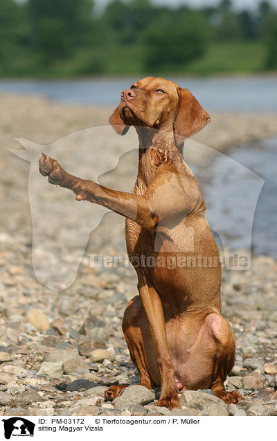 sitzender Magyar Vizsla / sitting Magyar Vizsla / PM-03172