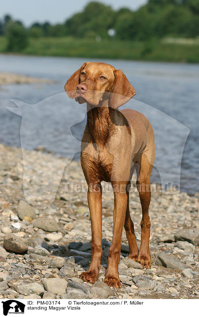 stehender Magyar Vizsla / standing Magyar Vizsla / PM-03174