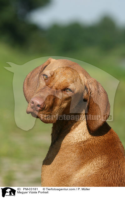 Magyar Vizsla Portrait / Magyar Vizsla Portrait / PM-03181