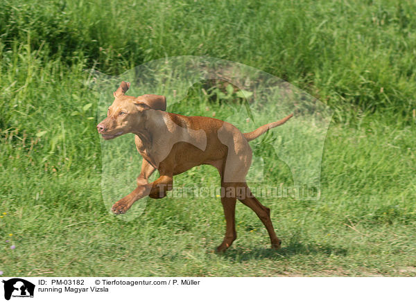 running Magyar Vizsla / PM-03182