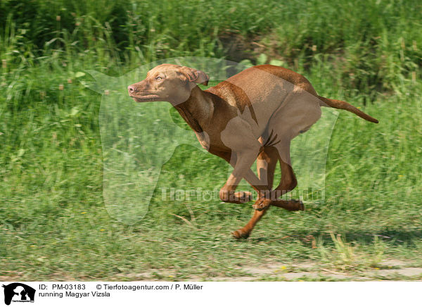 running Magyar Vizsla / PM-03183