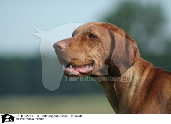 Magyar Vizsla Portrait / Magyar Vizsla Portrait / IF-02974