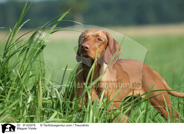 Magyar Vizsla / Magyar Vizsla / IF-02976