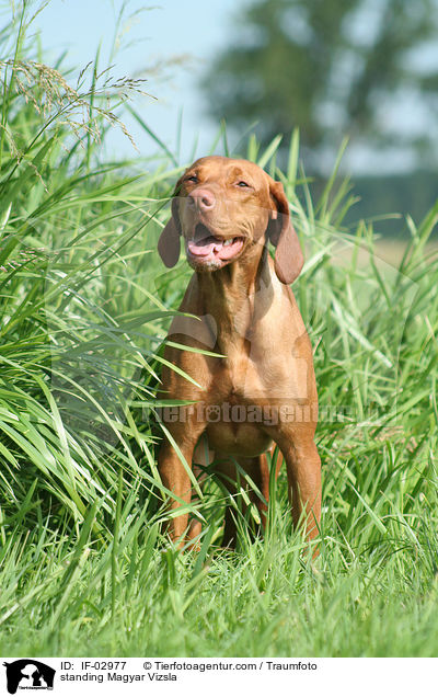 stehender Magyar Vizsla / standing Magyar Vizsla / IF-02977