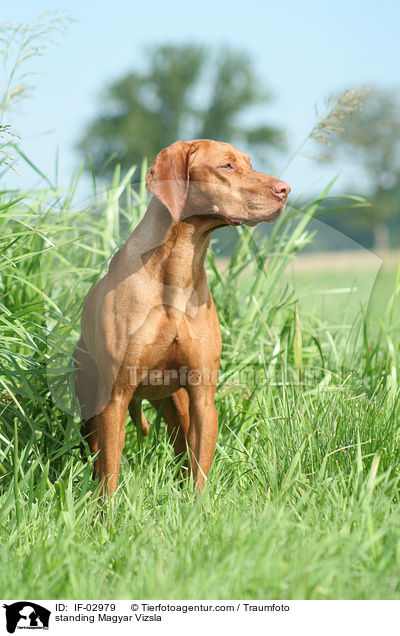 standing Magyar Vizsla / IF-02979