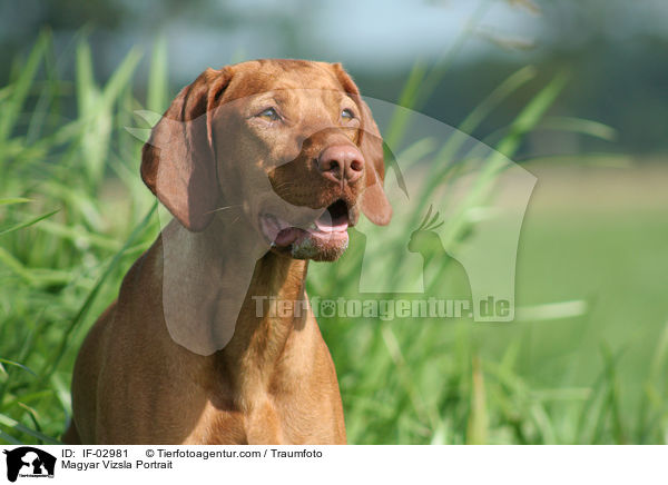 Magyar Vizsla Portrait / IF-02981