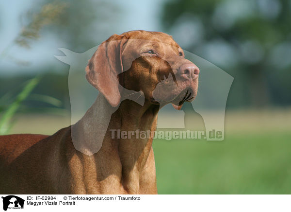 Magyar Vizsla Portrait / Magyar Vizsla Portrait / IF-02984