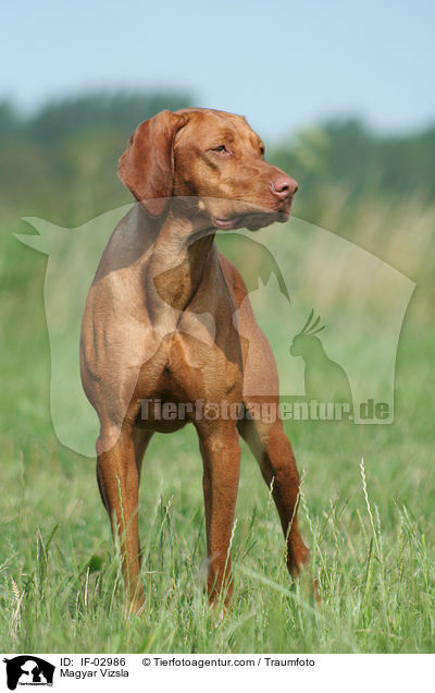 Magyar Vizsla / Magyar Vizsla / IF-02986