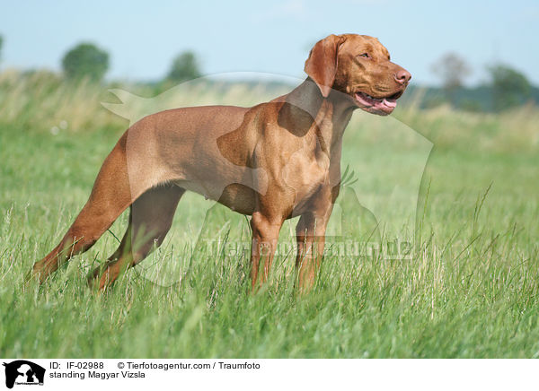 standing Magyar Vizsla / IF-02988