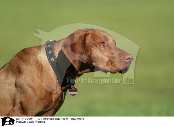 Magyar Vizsla Portrait / Magyar Vizsla Portrait / IF-02994