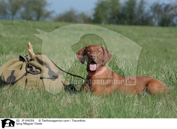 lying Magyar Vizsla / IF-04059