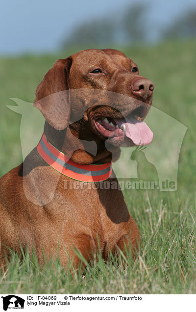 liegender Magyar Vizsla / lying Magyar Vizsla / IF-04069