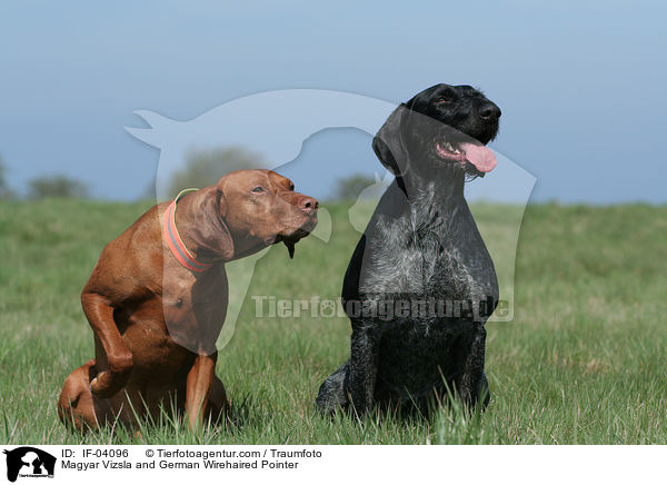 Magyar Vizsla and German Wirehaired Pointer / IF-04096