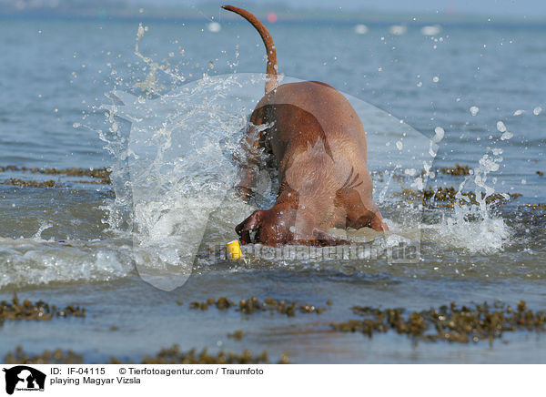 spielender Magyar Vizsla / playing Magyar Vizsla / IF-04115