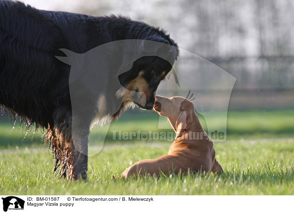 Magyar Vizsla Welpe / Magyar Vizsla puppy / BM-01587