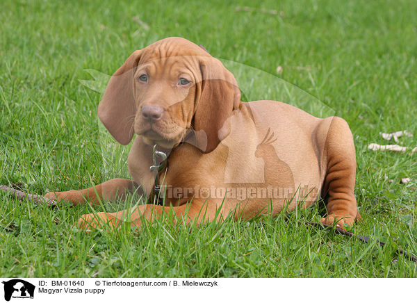 Magyar Vizsla Welpe / Magyar Vizsla puppy / BM-01640