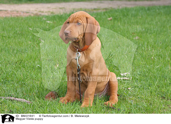 Magyar Vizsla Welpe / Magyar Vizsla puppy / BM-01641