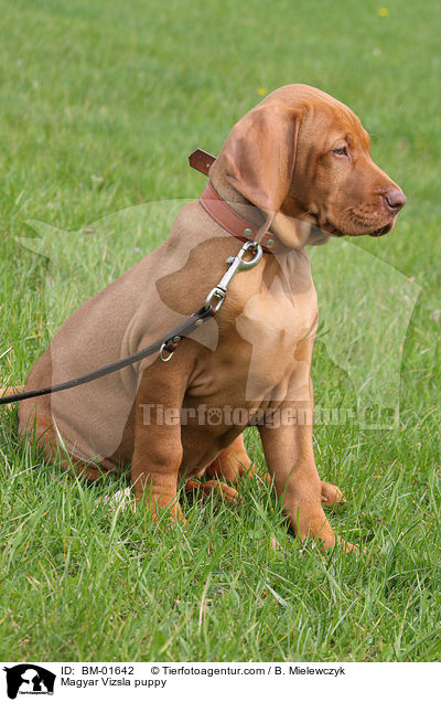 Magyar Vizsla puppy / BM-01642