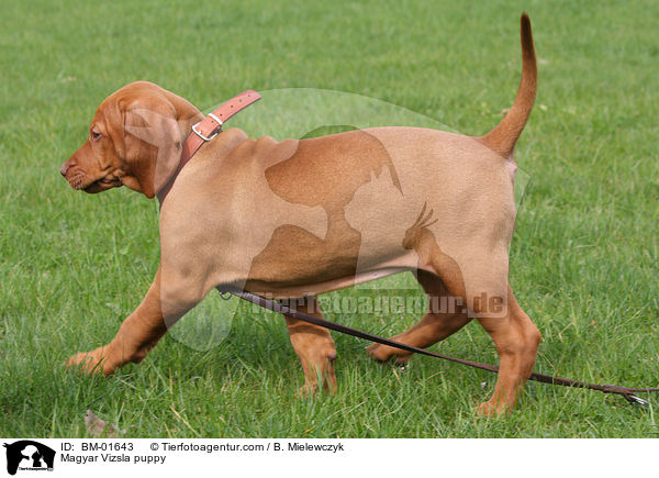 Magyar Vizsla Welpe / Magyar Vizsla puppy / BM-01643