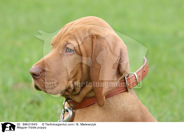 Magyar Vizsla Welpe / Magyar Vizsla puppy / BM-01645