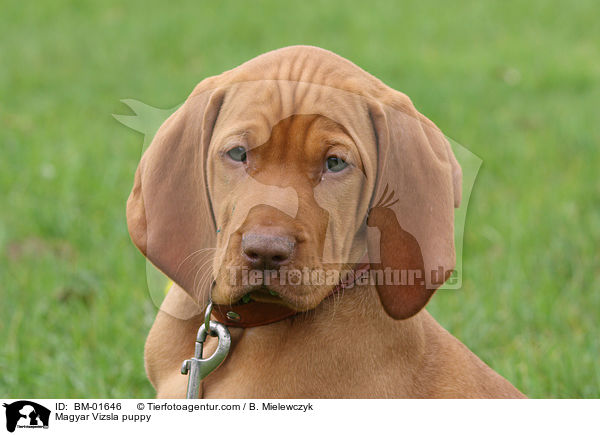 Magyar Vizsla Welpe / Magyar Vizsla puppy / BM-01646