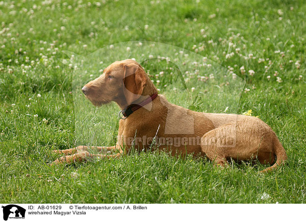 rauhaariger Magyar Vizsla / wirehaired Magyar Vizsla / AB-01629