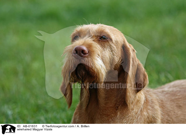 wirehaired Magyar Vizsla / AB-01631