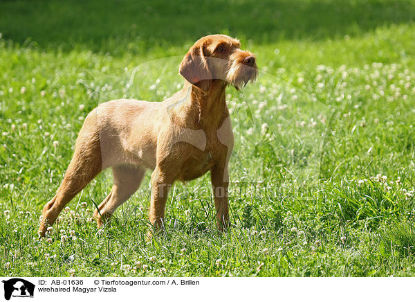 rauhaariger Magyar Vizsla / wirehaired Magyar Vizsla / AB-01636